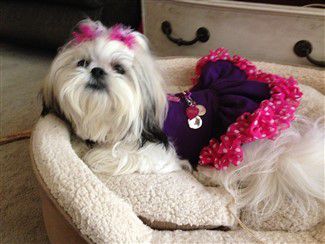 clothes for shih tzu